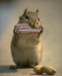 squirrelharmonica.jpg