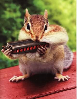 squirrelharmonica1.jpg