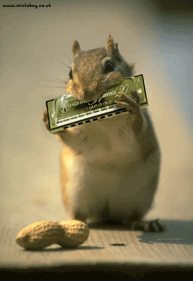 squirrelplayingharmonica1.gif